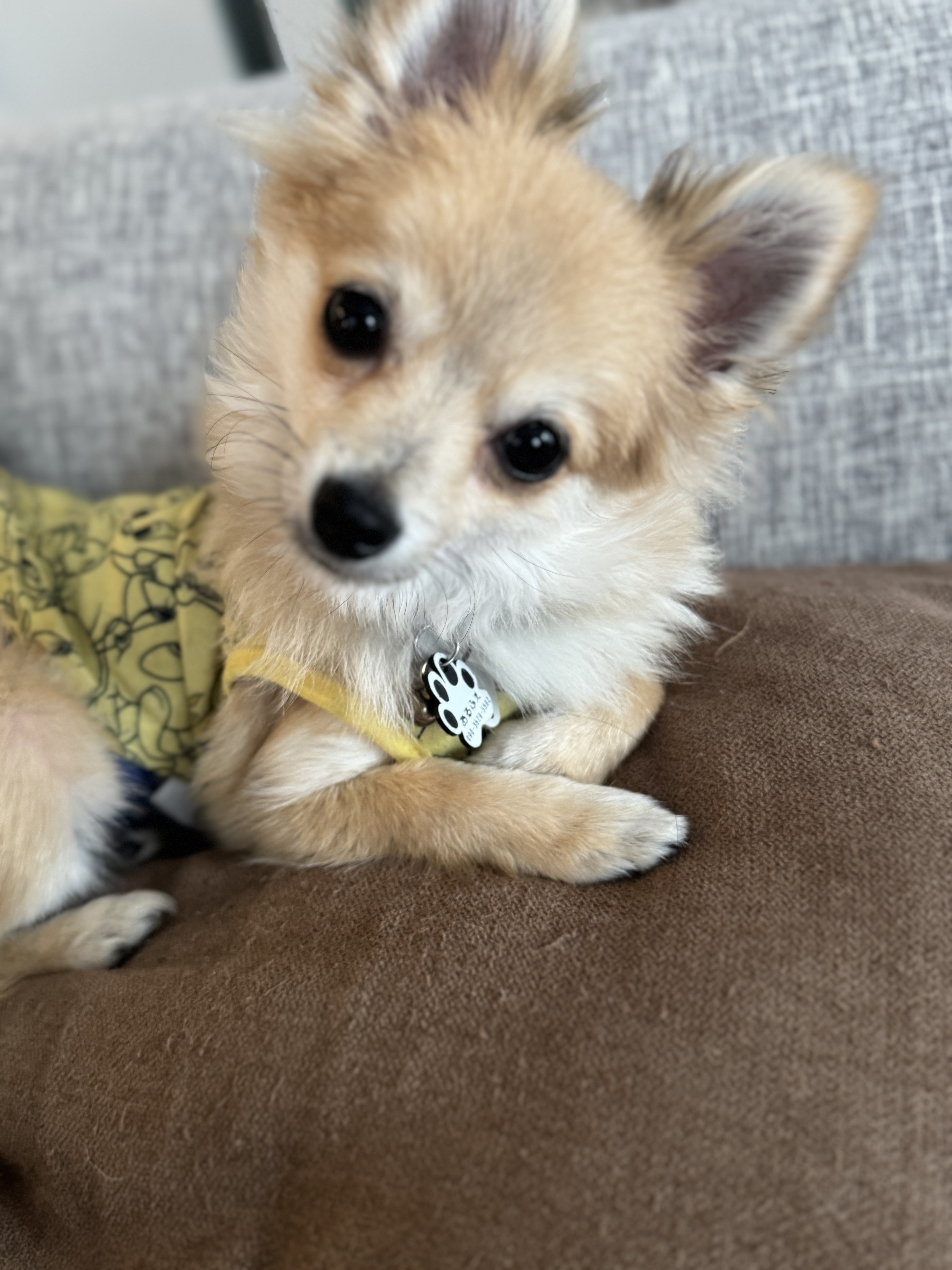 代表犬写真.JPG